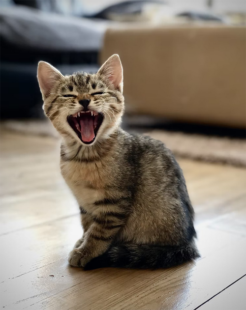 how often should i scoop my cat's litter