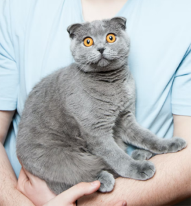 how often should i scoop my cat's litter