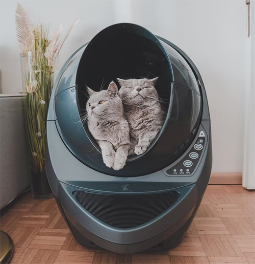 how often should i scoop my cat's litter