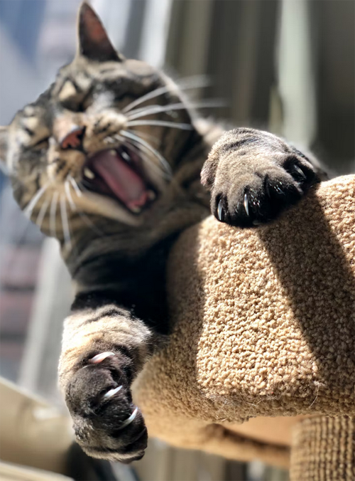 how often should i scoop my cat's litter