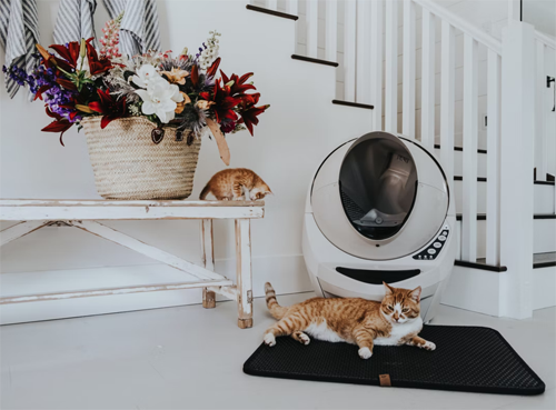 how often should i scoop my cat's litter