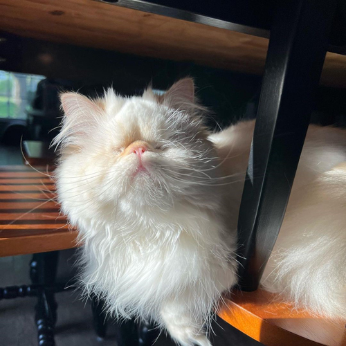 blind himalayan rescue kitten