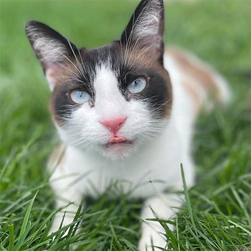 incontinent siamese rescue cat