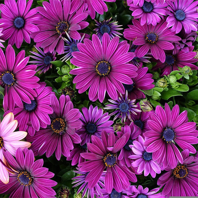 cat friendly non toxic house plants indoor