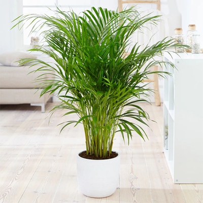 cat friendly non toxic house plants indoor