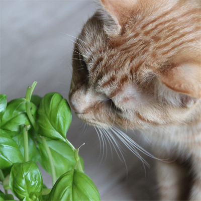 cat friendly non toxic house plants indoor
