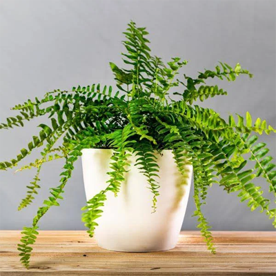 cat friendly non toxic house plants indoor