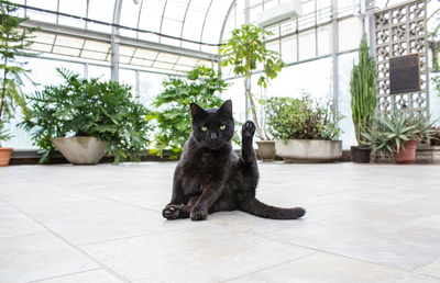 cat friendly non toxic house plants indoor