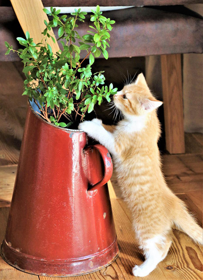 cat friendly non toxic house plants indoor