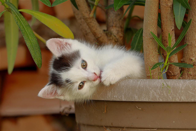 cat friendly non toxic house plants indoor