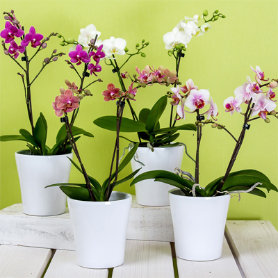 cat friendly non toxic house plants indoor