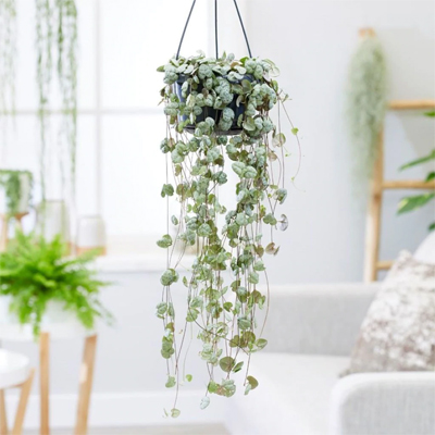 cat friendly non toxic house plants indoor