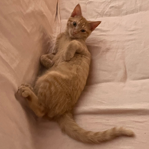 ginger rescue kitten with broken leg