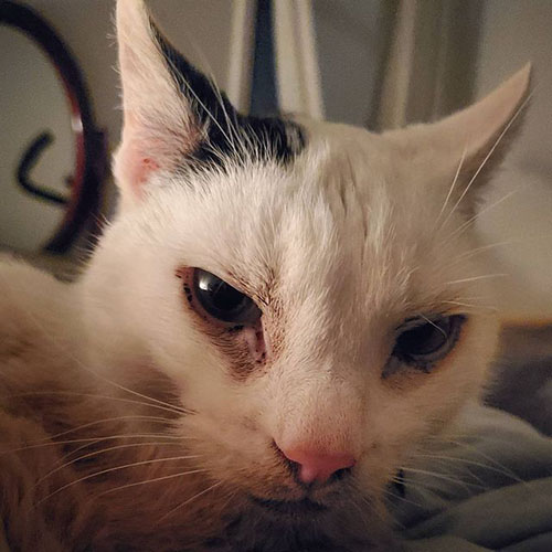 black and white deaf rescue cat