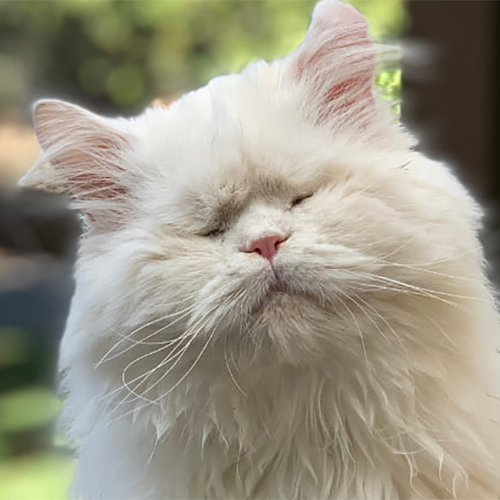 fluffy white blind rescue cat