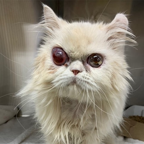 fluffy white blind rescue cat