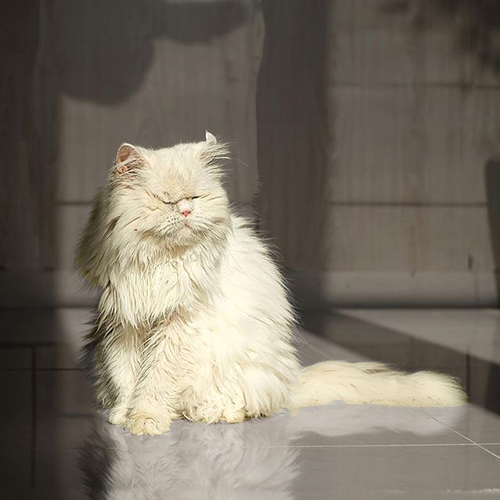 fluffy white blind rescue cat