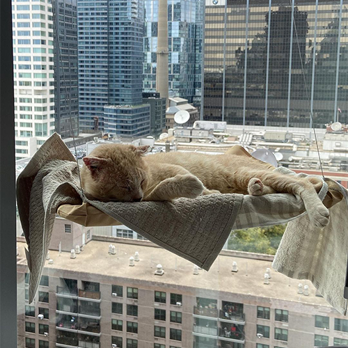 ginger rescue cat with fiv