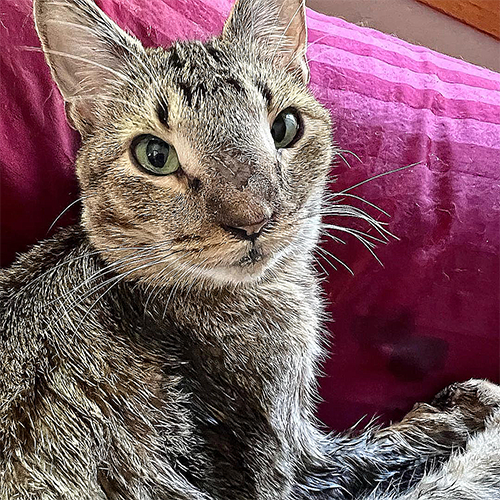 tabby kitten with megaesophagus and dwarfism