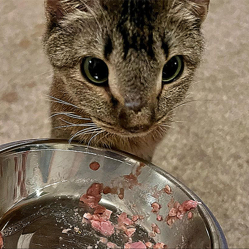 tabby kitten with megaesophagus and dwarfism