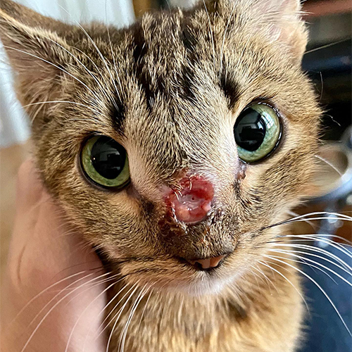 tabby kitten with megaesophagus and dwarfism