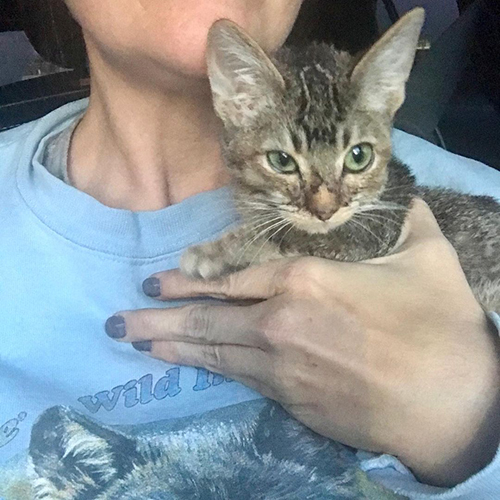 tabby kitten with megaesophagus and dwarfism