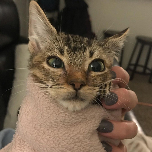 tabby kitten with megaesophagus and dwarfism