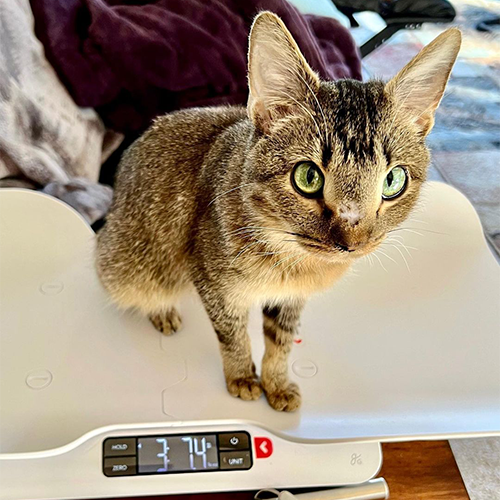 tabby kitten with megaesophagus and dwarfism