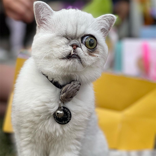 one eyed exotic shorthair kitten with genetic abnormalities