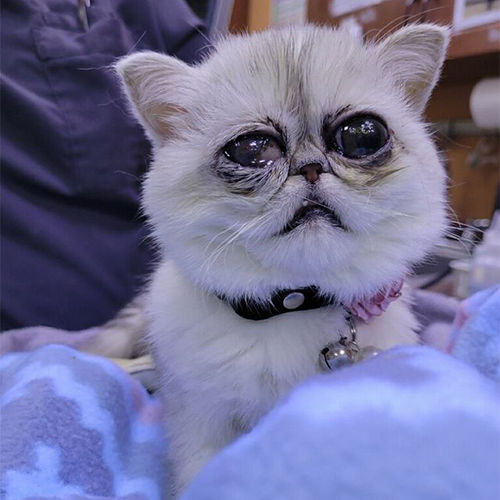 one eyed exotic shorthair kitten with genetic abnormalities