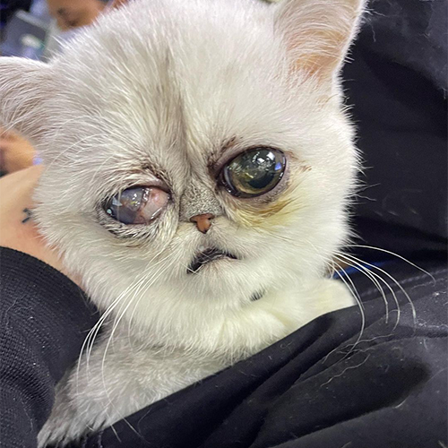 one eyed exotic shorthair kitten with genetic abnormalities