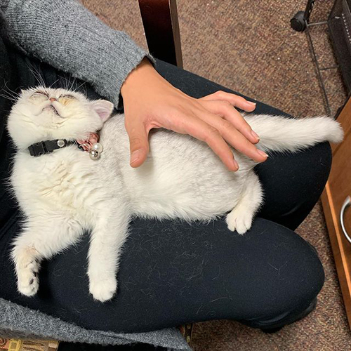 one eyed exotic shorthair kitten with genetic abnormalities