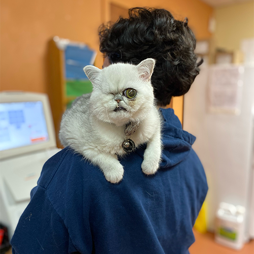 one eyed exotic shorthair kitten with genetic abnormalities