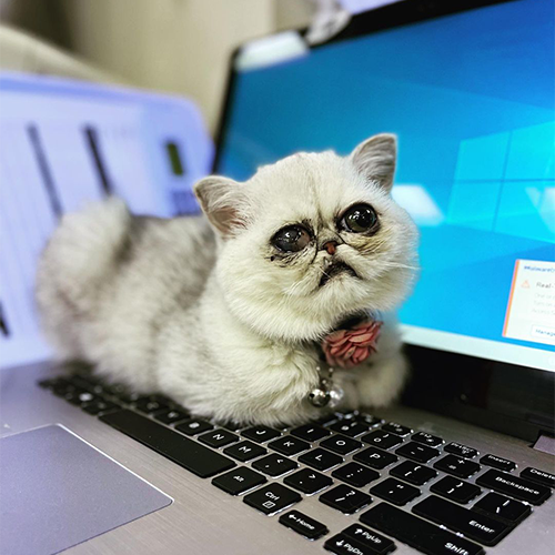 one eyed exotic shorthair kitten with genetic abnormalities