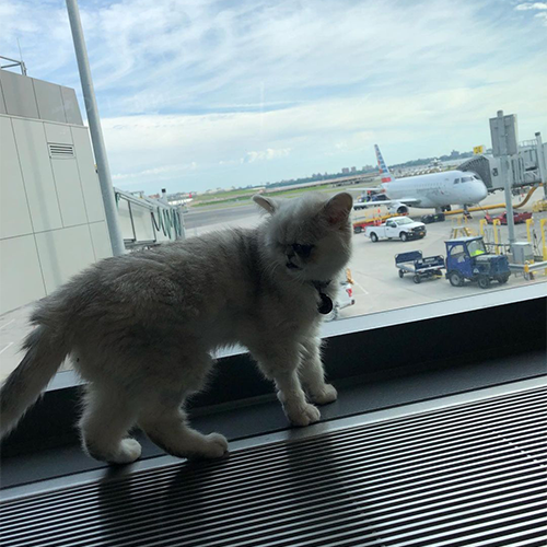 one eyed exotic shorthair kitten with genetic abnormalities