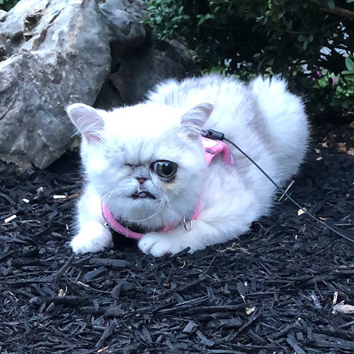 one eyed exotic shorthair kitten with genetic abnormalities