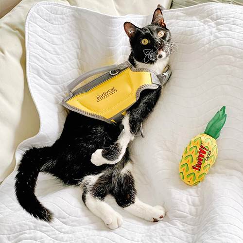 tuxedo rescue cat with cerebellar hypoplasia