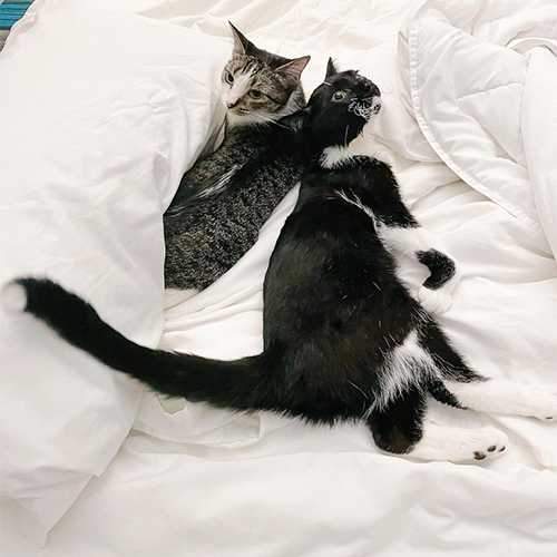 tuxedo rescue cat with cerebellar hypoplasia
