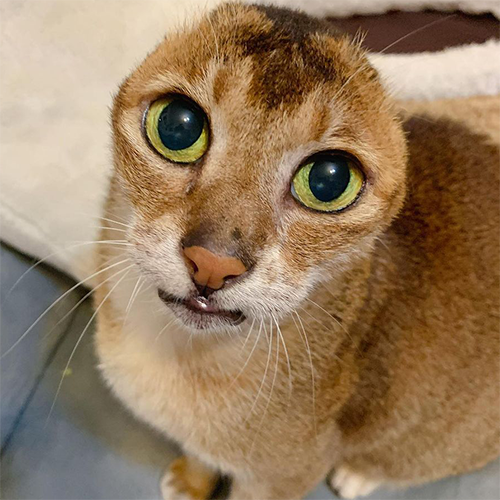 earless senior tabby cat