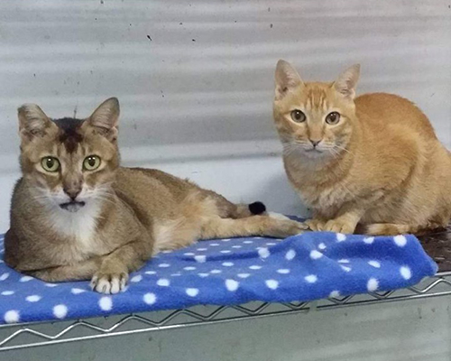 earless senior tabby cat