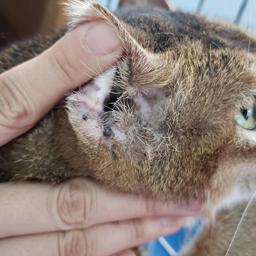 earless senior tabby cat