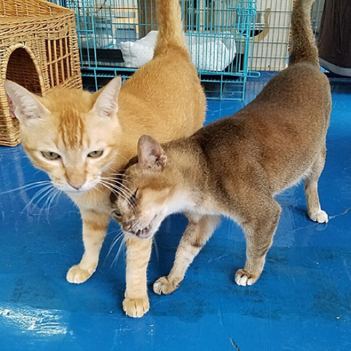 earless senior tabby cat