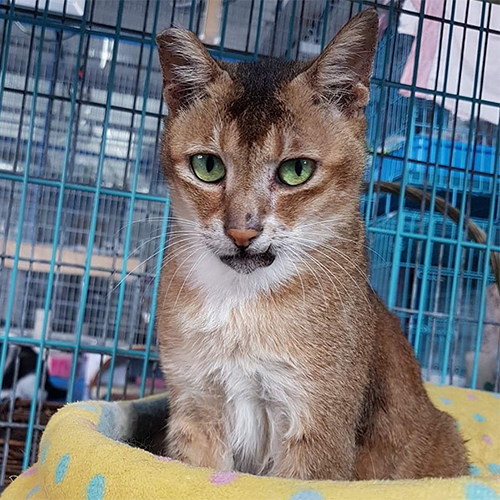 earless senior tabby cat