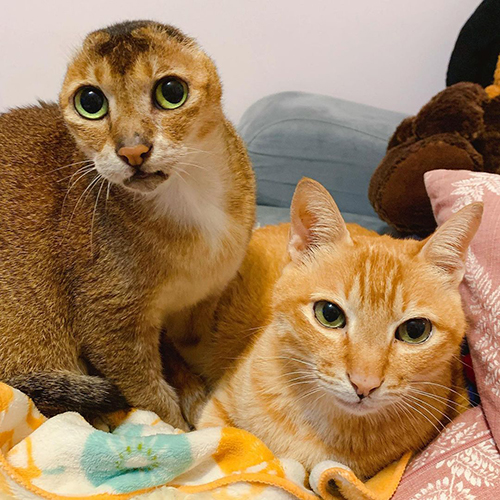 earless senior tabby cat