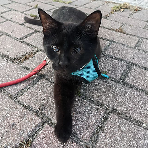 Three legged shop cat harness