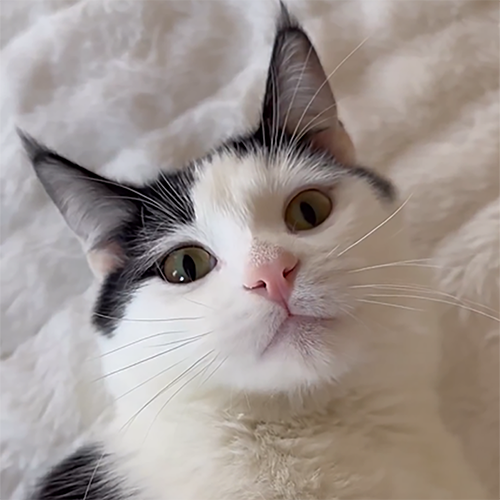 black and white rescue kitten with cerebellar hypoplasia