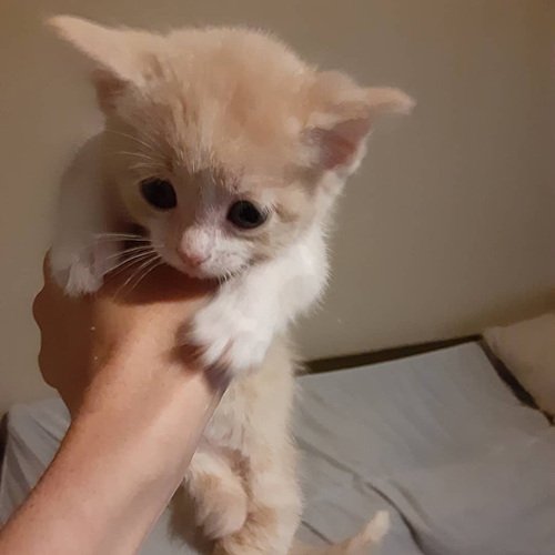 ginger and white rescue cat with twisted hind legs