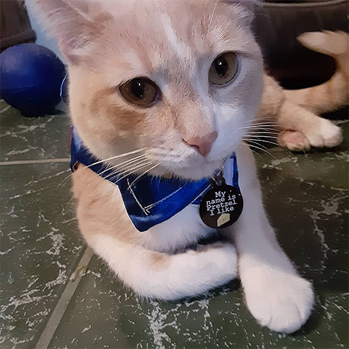 ginger and white rescue cat with twisted hind legs