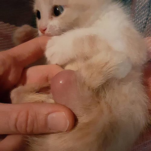 ginger and white rescue cat with twisted hind legs