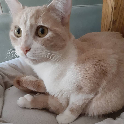 ginger and white rescue cat with twisted hind legs